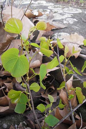 Cercis siliquastrum \ Judasbaum, D Ludwigshafen 2.5.2013