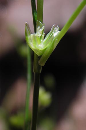 Juncus bulbosus \ Zwiebel-Binse / Bulbous Rush, D Heidelberg 24.7.2013