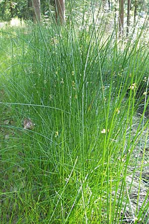 Juncus effusus / Soft Rush, D Odenwald, Neckargemünd-Mückenloch 26.5.2011