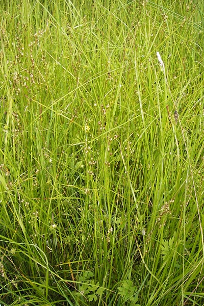 Juncus gerardii \ Bodden-Binse, Salz-Binse / Saltmeadow Rush, D Frankfurt-Harheim 15.6.2013