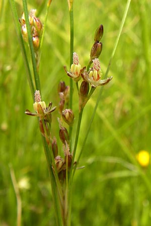 Juncus gerardii \ Bodden-Binse, Salz-Binse / Saltmeadow Rush, D Frankfurt-Harheim 15.6.2013