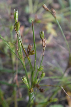 Juncus ranarius \ Frosch-Binse / Frog Rush, D Ludwigshafen 10.10.2011