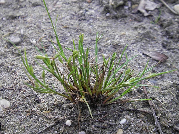 Juncus ranarius \ Frosch-Binse / Frog Rush, D Ludwigshafen 10.10.2011