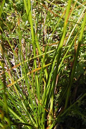 Juncus squarrosus \ Sparrige Binse / Heath Rush, D Schwarzwald/Black-Forest, Hornisgrinde 31.7.2013