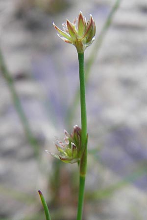 Juncus bulbosus \ Zwiebel-Binse / Bulbous Rush, D Hanhofen 25.7.2011