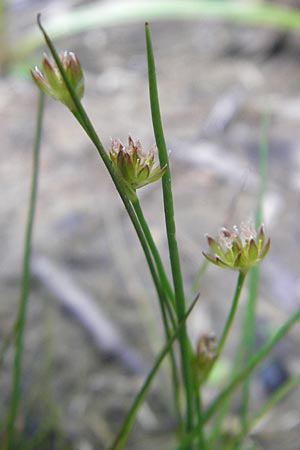 Juncus bulbosus \ Zwiebel-Binse / Bulbous Rush, D Hanhofen 25.7.2011