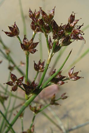 Juncus articulatus \ Glieder-Binse, Glanzfrchtige Binse / Jointlead Rush, D Eisenberg 17.8.2008