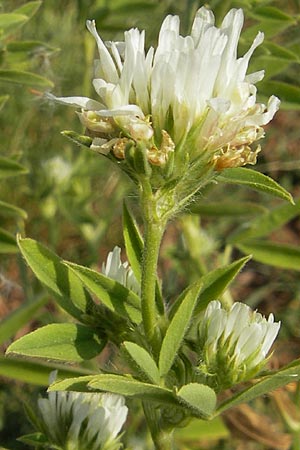 Trifolium alexandrinum \ gyptischer Klee, Alexandriner Klee, D Sinsheim 14.7.2010