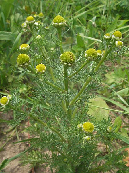 Matricaria discoidea / Pineappleweed, D Odenwald, Eiterbach 24.6.2006