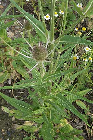 Dipsacus fullonum \ Wilde Karde / Wild Teasel, D Mannheim 7.7.2006