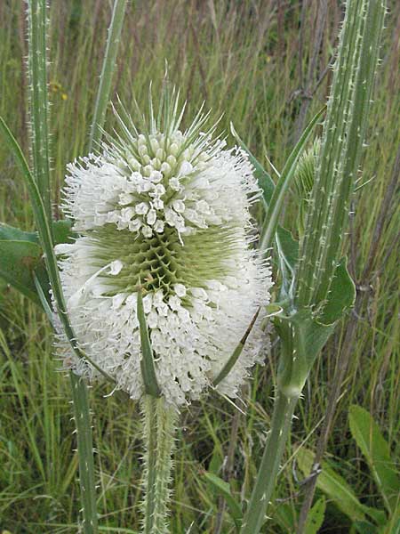 Dipsacus laciniatus \ Schlitzblttrige Karde / Cut-Leaved Teasel, D Waghäusel 8.7.2006