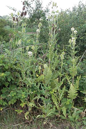 Dipsacus laciniatus \ Schlitzblttrige Karde / Cut-Leaved Teasel, D Waghäusel 8.7.2006