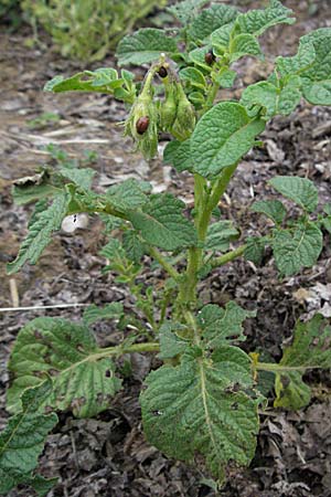 Solanum tuberosum \ Kartoffel / Potato, D Hemsbach 11.5.2007