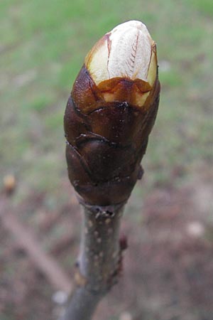 Aesculus hippocastanum \ Ross-Kastanie / Horse Chestnut, D Mannheim 25.3.2010