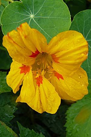 Tropaeolum majus \ Kapuzinerkresse, D Weinheim an der Bergstraße 22.9.2008