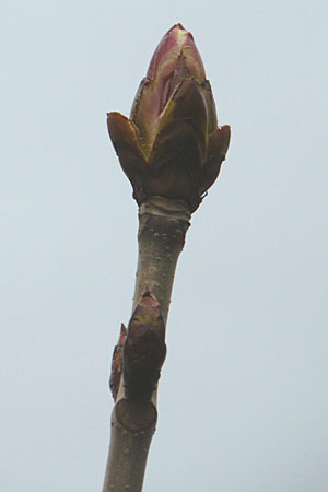 Aesculus hippocastanum \ Ross-Kastanie / Horse Chestnut, D Mannheim 25.3.2010