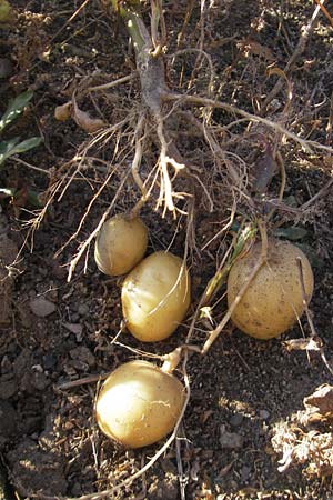 Solanum tuberosum / Potato, D Mannheim 30.9.2011