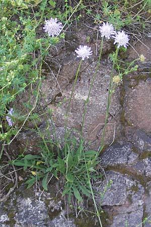 Knautia arvensis \ Acker-Witwenblume / Field Scabious, D Idar-Oberstein 26.5.2012