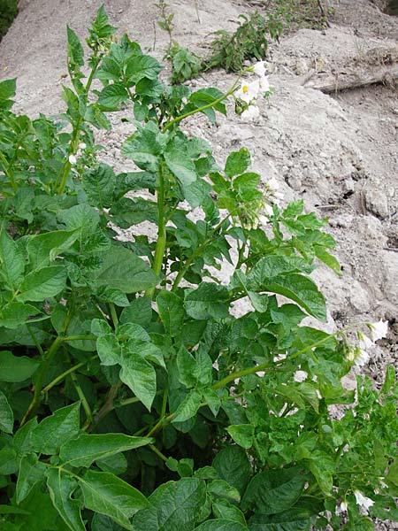 Solanum tuberosum / Potato, D Gimbsheim 23.6.2014