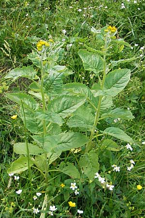 Senecio alpinus \ Alpen-Greiskraut / Alpine Ragwort, D Immenstadt 21.6.2011