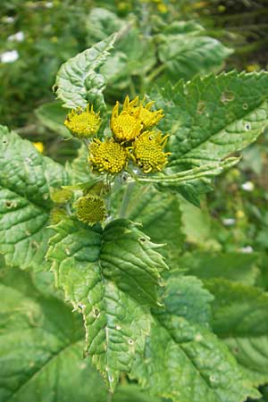 Senecio alpinus \ Alpen-Greiskraut / Alpine Ragwort, D Immenstadt 21.6.2011