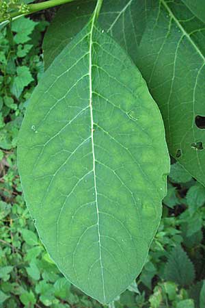 Phytolacca esculenta \ Indische Kermesbeere, Essbare Kermesbeere, D Weinheim an der Bergstraße 10.7.2006