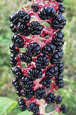 Phytolacca esculenta, Indische Kermesbeere, Essbare Kermesbeere