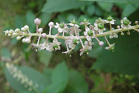 Phytolacca americana, Amerikanische Kermesbeere