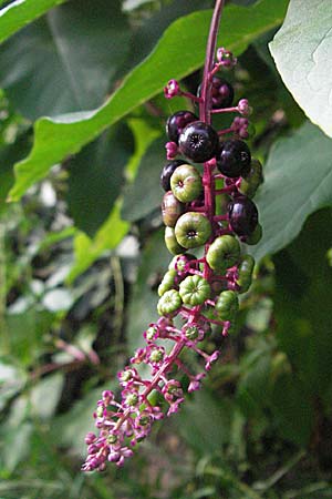 Phytolacca americana, Pokeberry