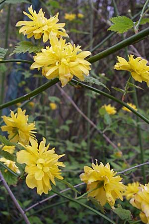 Kerria japonica \ Ranunkelstrauch, Goldrschen, D Laudenbach an der Bergstraße 21.4.2008