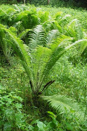 Matteuccia struthiopteris / Ostrich Fern, D Odenwald, Langenthal 1.6.2011