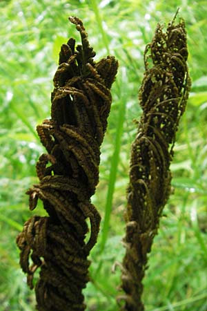 Matteuccia struthiopteris / Ostrich Fern, D Odenwald, Langenthal 1.6.2011