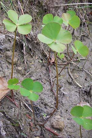 Marsilea quadrifolia \ Klee-Farn / Four-Leaf Clover, Shamrock Plant, D Wetter 7.9.2013