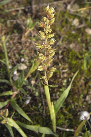 Tragus racemosus \ Traubiges Klettengras / Spike Burr Grass, D Mannheim 21.9.2013