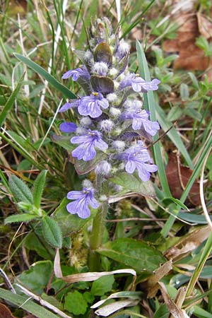 Ajuga reptans \ Kriechender Gnsel / Bugle, D Ketsch 3.4.2014