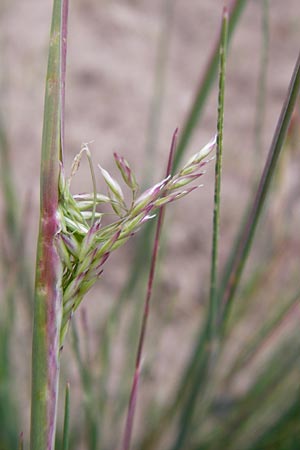 Corynephorus canescens \ Graues Silbergras / Grey Hair-Grass, D Viernheim 27.5.2014