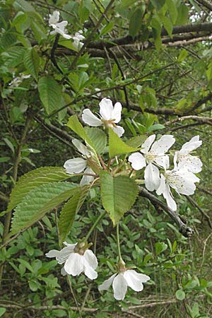 Prunus avium subsp. avium / Wild Cherry, D Mannheim 26.4.2006