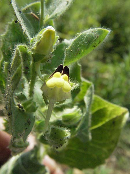 Kickxia spuria \ Unechtes Tnnel-Leinkraut / Round-Leaved Fluellen, D Pforzheim 15.7.2006