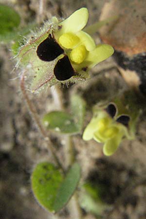 Kickxia spuria \ Unechtes Tnnel-Leinkraut / Round-Leaved Fluellen, D Mannheim 19.8.2007