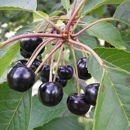 Prunus avium subsp. avium \ Vogel-Kirsche, Wild-Kirsche, D Bruchsal 21.6.2009