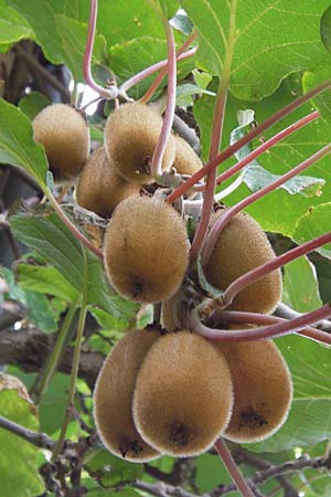 Actinidia chinensis var. deliciosa / Kiwi Fruit, Chinese Gooseberry, D Weinheim an der Bergstraße, Botan. Gar.  Hermannshof 18.10.2012