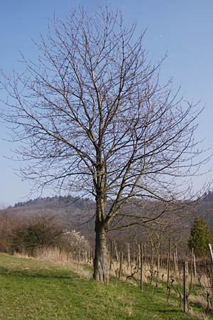 Prunus avium subsp. avium \ Vogel-Kirsche, Wild-Kirsche / Wild Cherry, D Hemsbach 8.3.2014