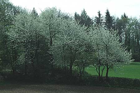 Prunus avium subsp. avium \ Vogel-Kirsche, Wild-Kirsche, D Weinheim an der Bergstraße 25.4.1992