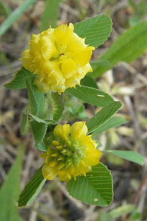 Trifolium campestre / Hop Trefoil, D Mannheim 14.5.2006