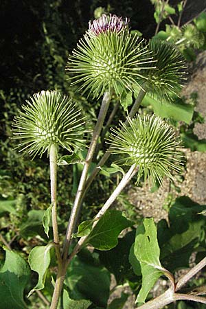 Arctium lappa \ Groe Klette / Greater Burdock, D Mannheim 20.7.2006