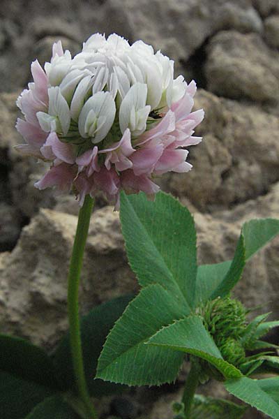 Trifolium hybridum \ Schweden-Klee / Alsike Clover, D Mannheim 20.7.2006