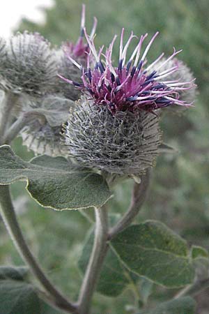 Arctium tomentosum \ Filzige Klette / Woolly Burdock, D Mannheim 27.7.2006