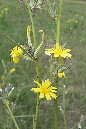 Chondrilla juncea / Rush Skeletonweed, D Waghäusel 5.8.2006