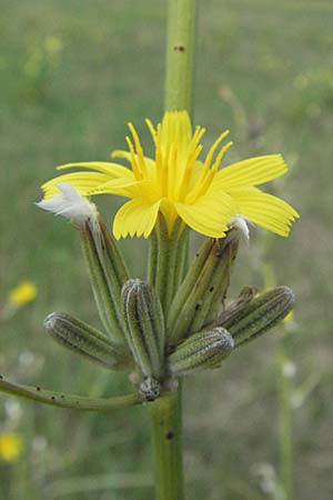 Chondrilla juncea / Rush Skeletonweed, D Waghäusel 5.8.2006