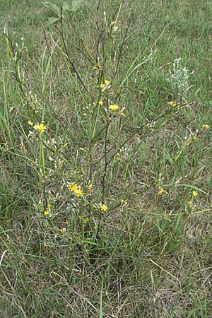 Chondrilla juncea / Rush Skeletonweed, D Waghäusel 5.8.2006